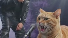 Dream_Screen_funny video,