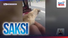 Aso sa batangas, nanghabol dahil gustong magpaampon | Saksi