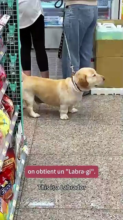 Les secrets du Corgi : pourquoi les pattes courtes dominent et pourquoi ils mordent les talons