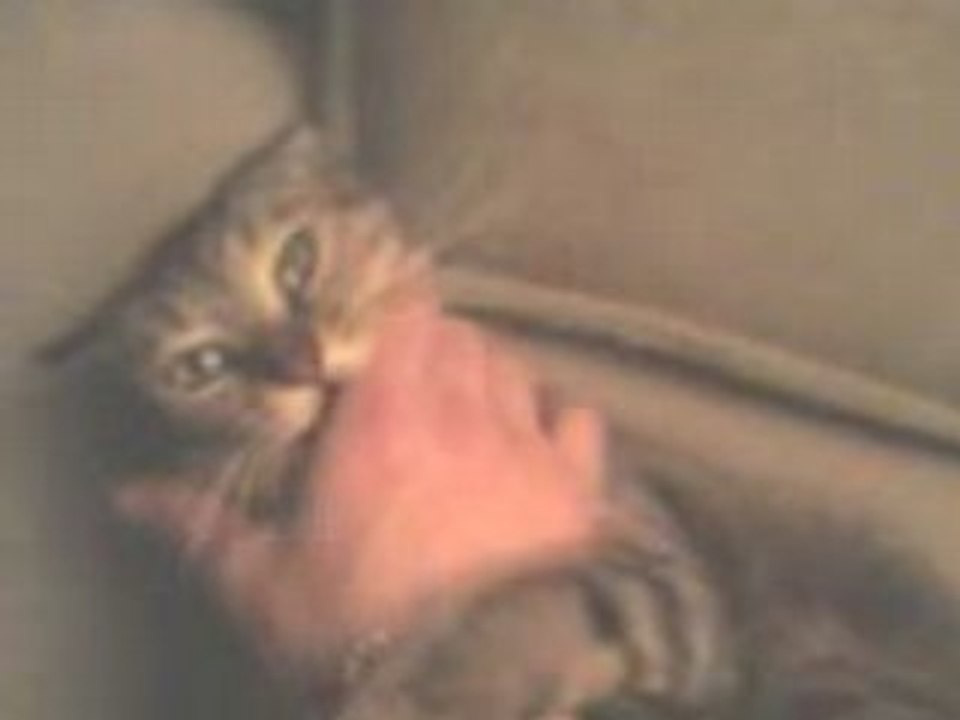 chat bidouille