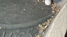 I found lizard eggs 😀
