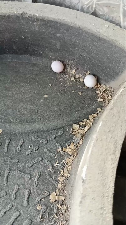 I found lizard eggs 😀