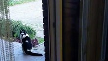 The door is open, so I feel invited :) #cat #funnycats #catlover