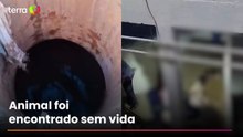 Égua cai em adutora e deixa mais de 700 bairros de BH sem água
