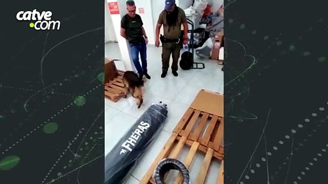 Homem é preso e 11 quilos de haxixe são apreendidos em Cascavel
