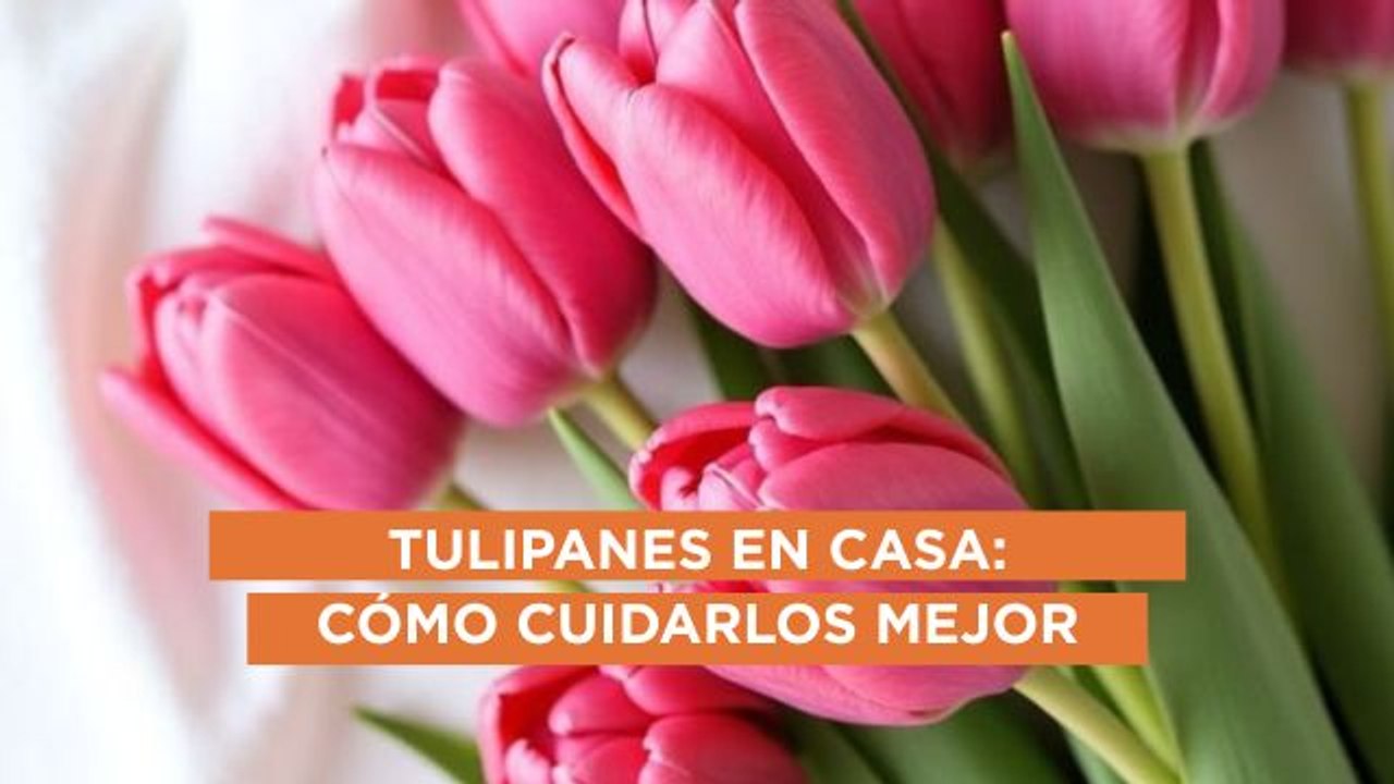 Cómo cuidar tus tulipanes para que duren más tiempo