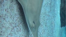 Stingray… a silent glide beneath the waves, embodying the ocean’s elegance 🌊✨
