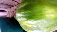 MAMÃO GIGANTE DA AMAZONIA