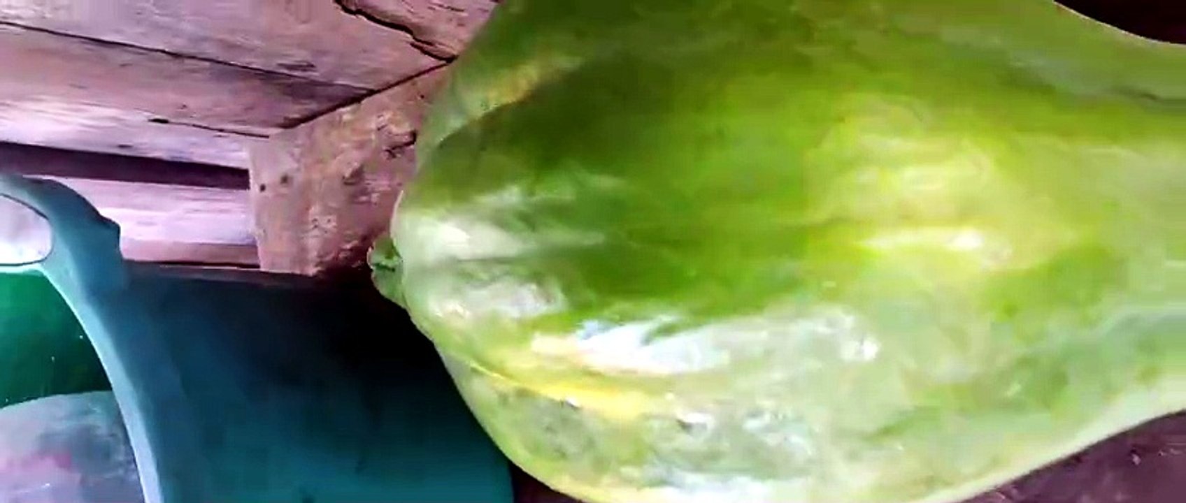 MAMÃO GIGANTE DA AMAZONIA