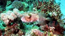 MARINELIFE ANIMALS