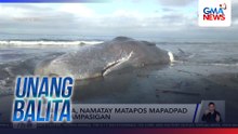 Balyena, namatay matapos mapadpad sa dalampasigan | Unang Balita