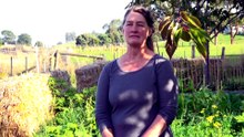 Gardening experts say at-home garden beds can save families up to $50 a week on groceries