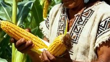 El ALIMENTO simple que SOSTUVO a toda la civilización MEXICA