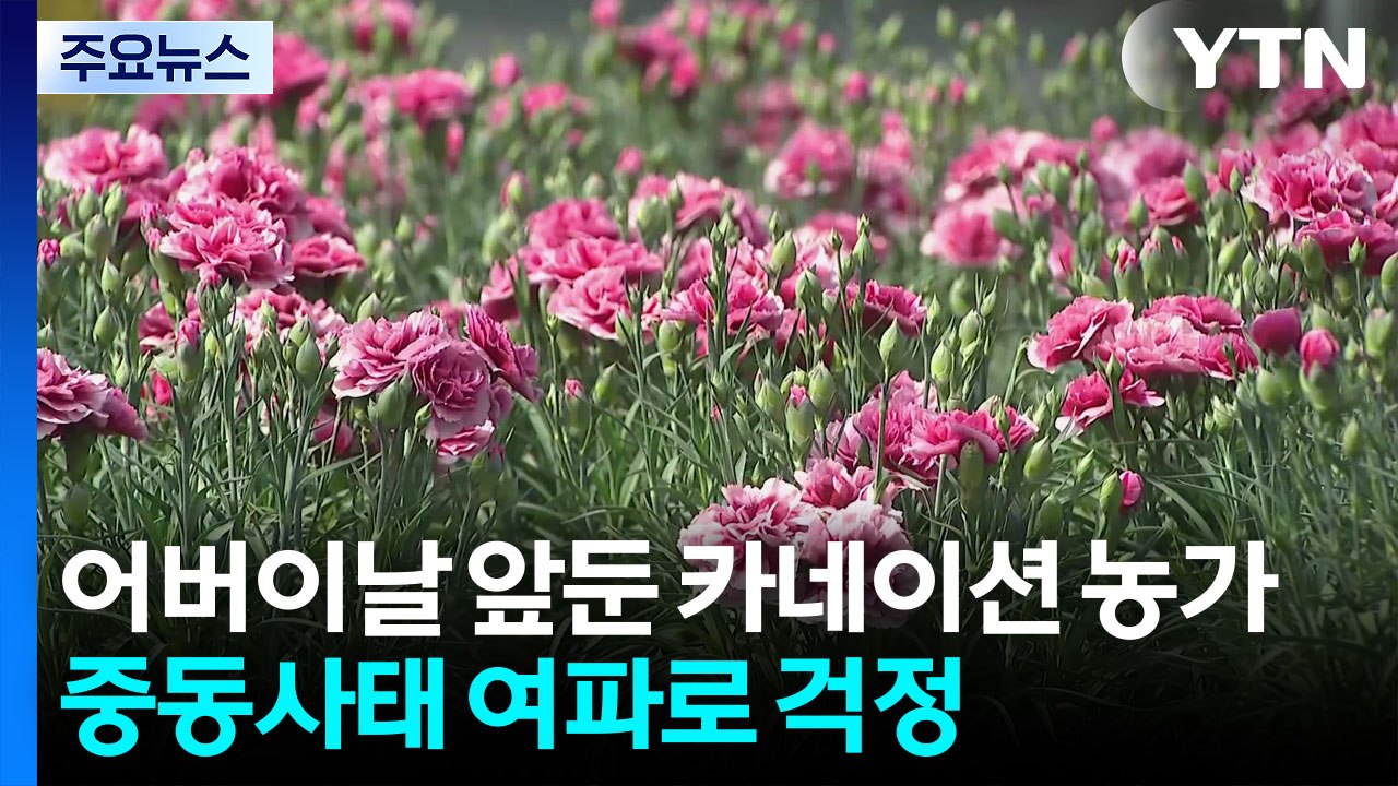 어버이날 특수지만...중동사태에 카네이션 농가 '걱정' / YTN