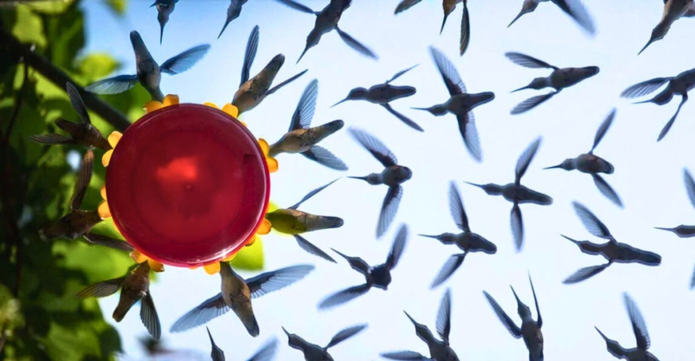 The Ideal Birdbath to Attract Hummingbirds to Your Yard
