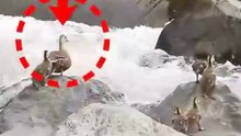 Duck Mom save her Child