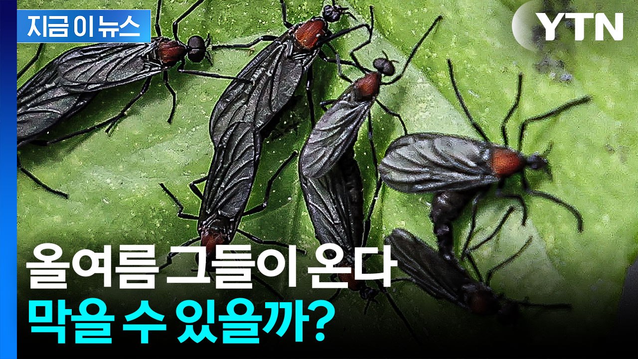 '러브버그 재앙' 막을 수 있을까...서울시, 전면전 선언 [지금이뉴스] / YTN
