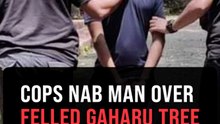 Man held over alleged felling of protected gaharu tree in Melaka