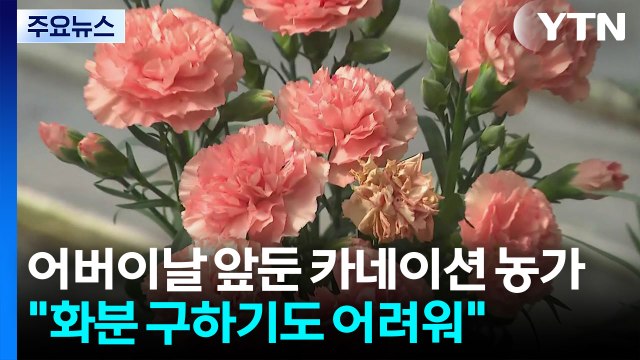어버이날 특수지만...중동 사태에 카네이션 농가도 한숨 / YTN