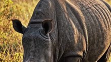 Think  2-ton beast is slow? Think again! 🦏 In this video, we dive into the incredible power and surprising speed of the Rhinoceros. Despite their massive armor-like skin and heavy weight, these giants can charge at a staggering 50 km/h! Nature