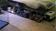 Inside serial animal abuser Liudmila Petropoulos' home