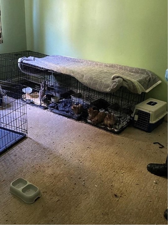 Inside serial animal abuser Liudmila Petropoulos' home