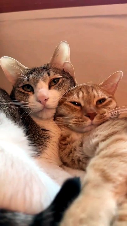 When Two Cats Share the Perfect Relaxing Spot 🥺🐾