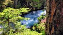 🌿 Évasion Nature Apaisante – Sons Relaxants pour Calme Profond et Sérénité Totale 🌊