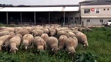 Bursa\'nın küçükbaş hayvancılığında stratejik adım