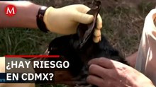 Autoridades consideran aislado caso de gusano barrenador detectado en perro de Tlalpan