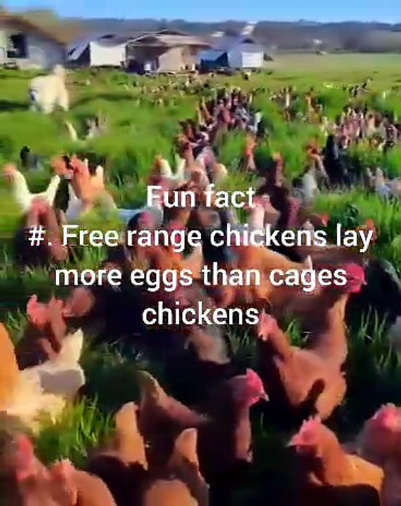 Chicken Fun Facts #8
