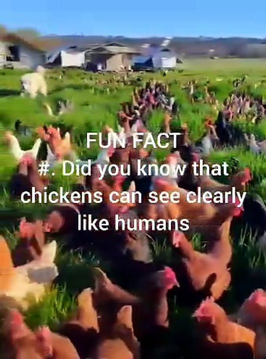 Chicken Fun Facts #6