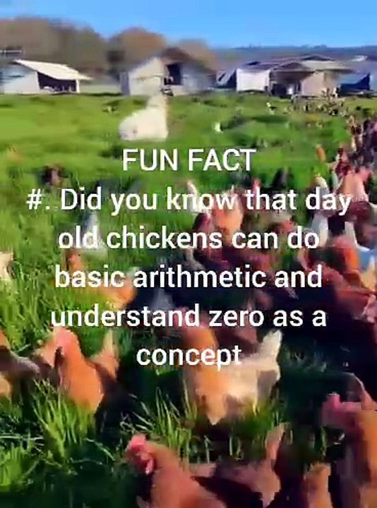 Chicken Fun Facts #2