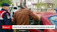 Yozgat'ta sürpriz misafir: Köy yolunda maymun bulundu
