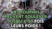 insolite de ouf