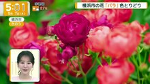 グッド!モーニング  動画　2026年05月07日 バラエティー動画 スペシャル番組 9tsu 8tsu