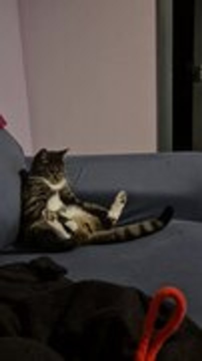 Relaxed Cat Spreads Legs and Looks Around Hilar...