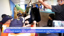 Back to the Blue: Four Pygmy Killer Whales Rescued and Released in Taiwan