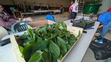 Rambouillet dans les coulisses de la fête du Muguet