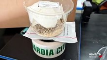 Interceptado el envío irregular de una serpiente a Navarra
