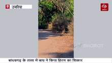 बांधवगढ़ टाइगर पार्क के ताला में दिखा 'राजा' का दबंग अंदाज, चीतल को जबड़े में दबोचा