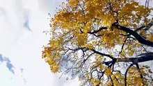 ...Snow.Falling.On.Pumpkins [Full Movie] [Trending Drama]Full EP - Full
