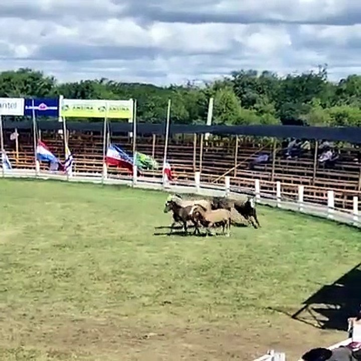 Tiro de bola en potros y carrera de potros - Ruedo de Patria Gaucha 2026 - Tacuarembó 12/03/2026