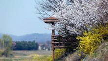 🌸 Douceur de Printemps – Ambiance Relaxante avec Chants d’Oiseaux et Nature Apaisante