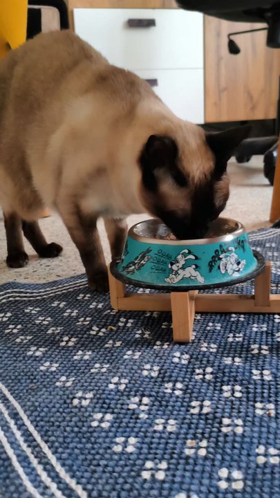 Venise quand elle mange : plus rien n’existe 🍽️🐱#cat #catlife #catlover #pet #cutecat