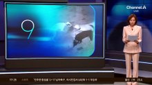 새벽 도심 한복판에서 ‘멧돼지 떼’ 출몰 소동