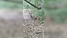 Brescia, salvato un capriolo in pieno centro