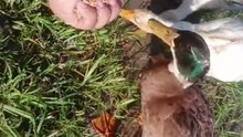 Ducks Trust Me Completely ❤️#cuteanimals #duck