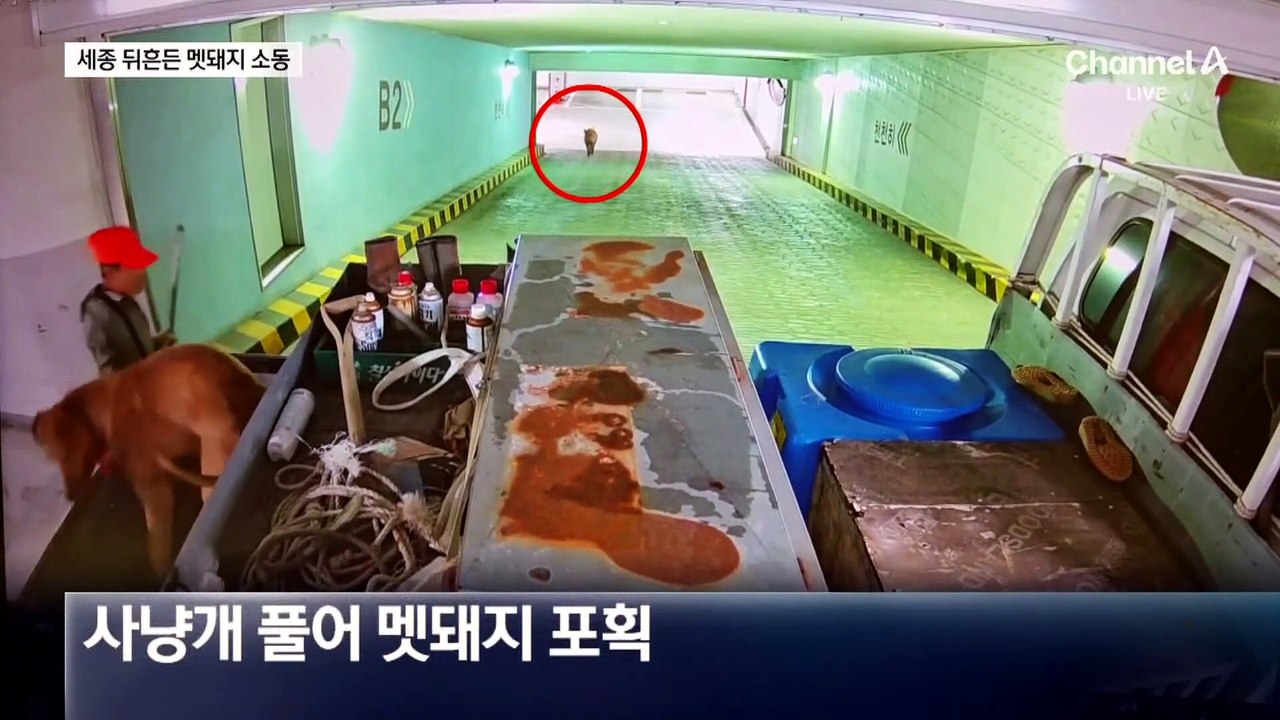 새벽 세종 도심에 또 멧돼지 출몰…2마리 사살·1마리 도주