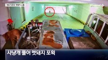 새벽 세종 도심에 또 멧돼지 출몰…2마리 사살·1마리 도주